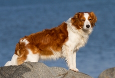 Kooikerhondje - Wolfgang