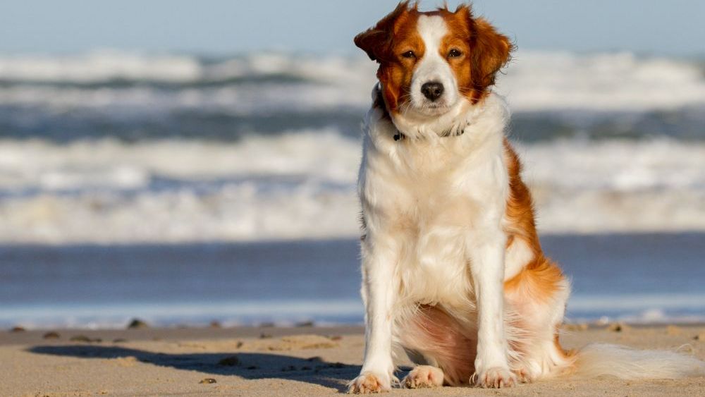 Hundefoto - Kooikerhondje - Wolfgang Suellau