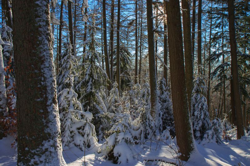 Winter im Sauerland - Wolfgang Suellau